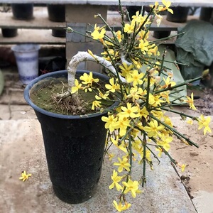 迎春花 盆栽老桩粗桩四季 开花室内客厅花卉植物米叶迎春盆景