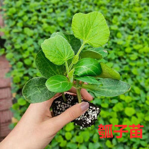 瓠子苗秧苗瓢瓜幼苗菜葫芦菜苗春季盆栽播种蔬菜苗种子阳台