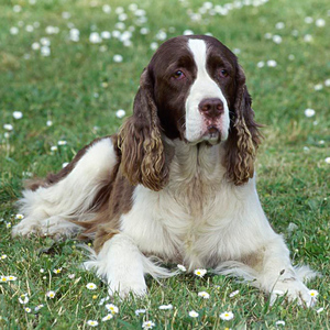 史宾格幼犬英国纯正血统猎犬狩猎犬纯种史宾格比格犬宠物狗狗