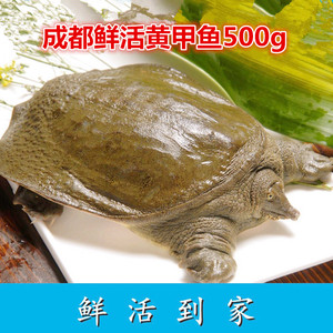 黄甲鱼