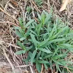 山东野菜山菜山苜楂蚂蚱菜山麻扎山麦杂菜山麻楂新鲜时令蔬菜现采