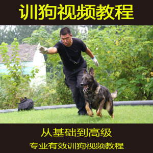 罗威纳犬训练