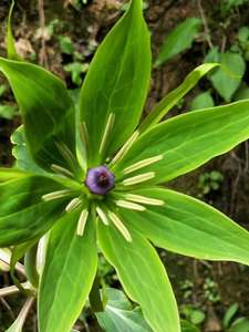 七叶一枝花 重楼 铁灯台 七叶莲 灯台七 金线重楼根部500g