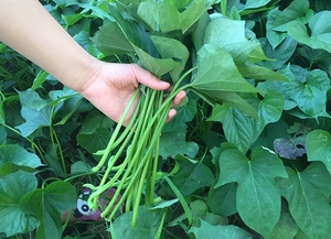 餐饮生鲜 蔬菜 块茎类 红薯梗新鲜