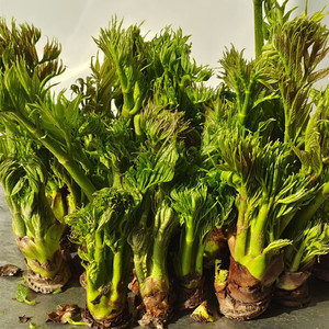 新鲜采摘野生山菜刺嫩芽生野菜包邮新鲜应季新牙刺龙苞反季刺嫩牙