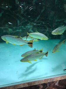 水族观赏鱼河虎 阿根廷河虎鱼 黄金河虎 活体观赏鱼6-7  8-9