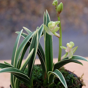 兰花苗金冠鹤艺金边矮种炎皇荷浓香型室内客厅办公室花卉绿植兰花