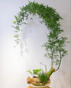 小叶簕竹蕨老桩正宗小叶刺竹勒竹佛肚竹观音竹连体竹成品竹子盆景