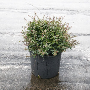 先令冬青容器苗阳台庭院花园园林绿化苗木四季常绿灌木可做造型苗