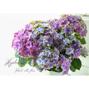 木兰花漫 绣球天书系列 庭院灌木植物好看好养14cm盆栽苗