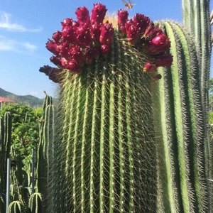 超大仙人掌大凤龙仙人柱多肉植物北欧风室内阳台大型绿植盆栽耐旱