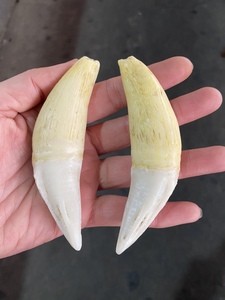 【文玩老虎牙】文玩老虎牙品牌,价格 - 阿里巴巴