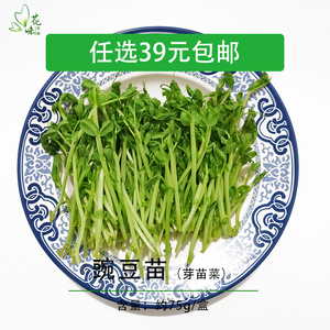 新鲜豌豆苗水培璇蔓豆苗300g食用芽苗菜 素食沙 装饰摆盘盒装带根