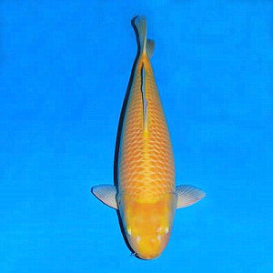 冷水淡水鱼巨无霸锦鲤小西血统赤目芥子介子带头大哥胆子大可上手