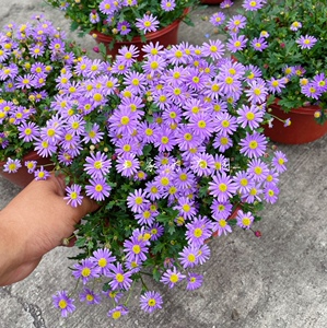 姬小菊盆栽 庭院阳台垂吊地栽花卉耐寒多年生草本植物 好养易爆盆