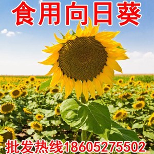 出售花海专用葵花籽食用向日葵种子可观赏四季可播