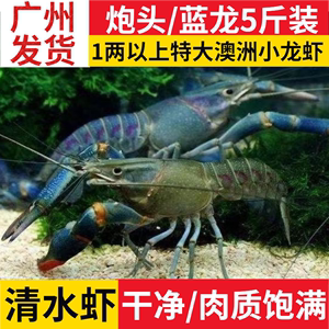 澳洲小龙虾鲜活蓝龙淡水养殖1两以上超大特大活龙虾5斤装顺丰包邮
