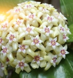 硬叶球兰 大叶球兰(耐寒等级3颗星)爬藤植物 四季 开花