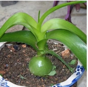 包邮时尚新款的虎眼万年青海葱植物花卉旱三奇花可食用旱三七盆栽