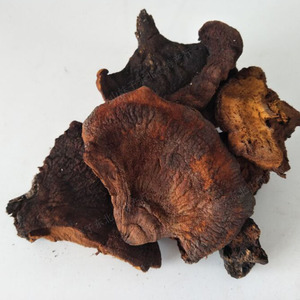 长白山野生粗毛纤孔菌 粗毛黄孔菌 粗毛褐孔菌 榆磨 槐磨500克