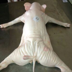 00tb510841740淘宝活乳猪生鲜整只新鲜冰鲜