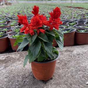 大盆一串红花苗盆栽净化空气吸甲醛室外庭院花卉夏季草本地栽带花