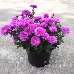 紫苑花盆栽