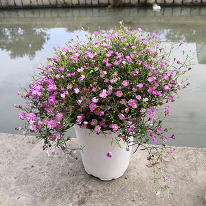 【满天星花种吉普赛】满天星花种吉普赛品牌,价格 - 阿里巴巴