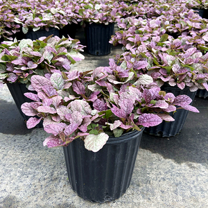 姬十二玫红筋骨草盆栽庭院花镜矮生匍匐花卉耐热耐寒宿根观叶植物