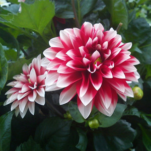 小丽花盆栽大丽花苗矮生观花庭院露天带花苞带土发货易成活包邮