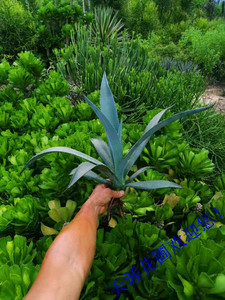 龙舌兰多种经典沙生植物吸甲醛净化空气绿植布景店铺摆设专用品种