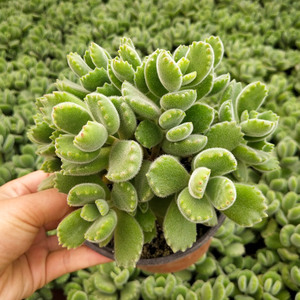 熊童子多肉植物带盆土超大颗熊童子老桩 熊掌花卉绿植盆栽办公室