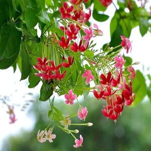 新品使君子花苗 五彩夜来香水君子 庭院阳台爬藤植物花有香味藤本