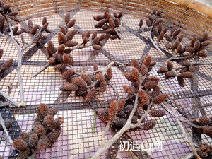 桤木果实水冬瓜果水杨子五陪子水青风果干花干树皮