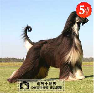 大型长毛阿富汗猎犬幼犬纯种 活体宠物狗 赛级阿富汗猎犬出售