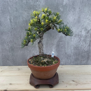 松华缘正宗日本五针松大阪松小盆景瑞光那须名贵品绿植盆栽矮霸