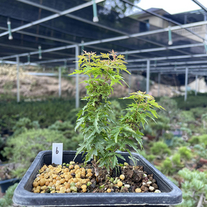 单惠雪淘宝原生琴姬 枫树一物一拍日本红枫琴姬日本红枫小叶盆景