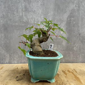 00阿毛手机淘宝三角枫盆景 天然原生小叶红芽 日本唐枫  成品熟桩