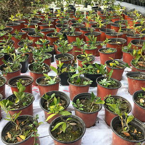 稀有栀子花日本达摩清誉小微型指尖盆景茶宠开花绿植