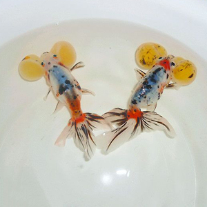 花水泡金鱼活体冷水鱼风水鱼观赏鱼宠物鱼淡水鱼自家养殖