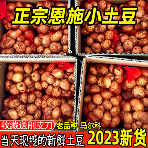 【健康蔬菜】正宗恩施小土豆湖北高山富硒土豆新鲜迷你特小2023年