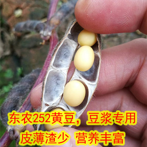 2023东北黑龙江特产高蛋白东农252大粒黄豆农民5斤豆浆豆芽老品种