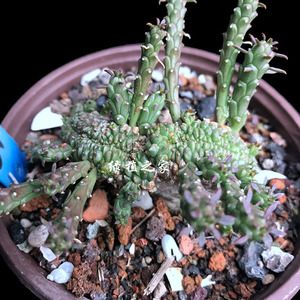 多肉 园艺 绿植 盆栽 大戟科 孔雀丸缀化 净化空气 一物一拍