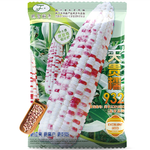 审定天贵糯932玉米种子937彩甜糯红亮高产大棒花糯苞四季蔬菜种籽