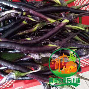 宁波本地黑皮茄子细的长条茄子藤茄 老品种 露天种植 500克