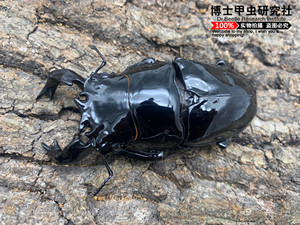 非洲大黑艳(锹形虫,兜虫,甲虫,自然教育)