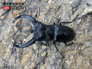 犀牛叉角锹形虫(锹形虫,兜虫,甲虫,自然教育)