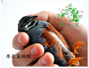 蓝胸鹌鹑/桂花雀/蓝胸/芦丁鸡/鹑/鹌鹑/禽类/观赏鸟