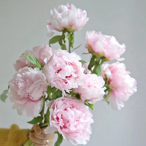 粉色重瓣牡丹花鲜花时令花材鲜切花家用水养插花神婚礼雪印桃花