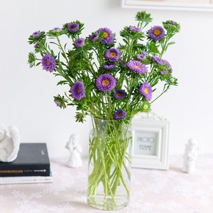 翠菊重瓣鲜花直批上海直发家用插花水养鲜切花办公室内女神节礼物